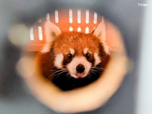 日本小貓熊「茜茜」抵台，為臺北動物園注入保育新希望